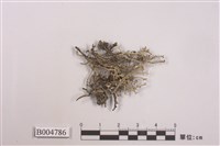 藏品(亞多型石蕊)的圖片